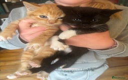 Mixed Breed cats for sale: Stunning litter of 4 - Image 7