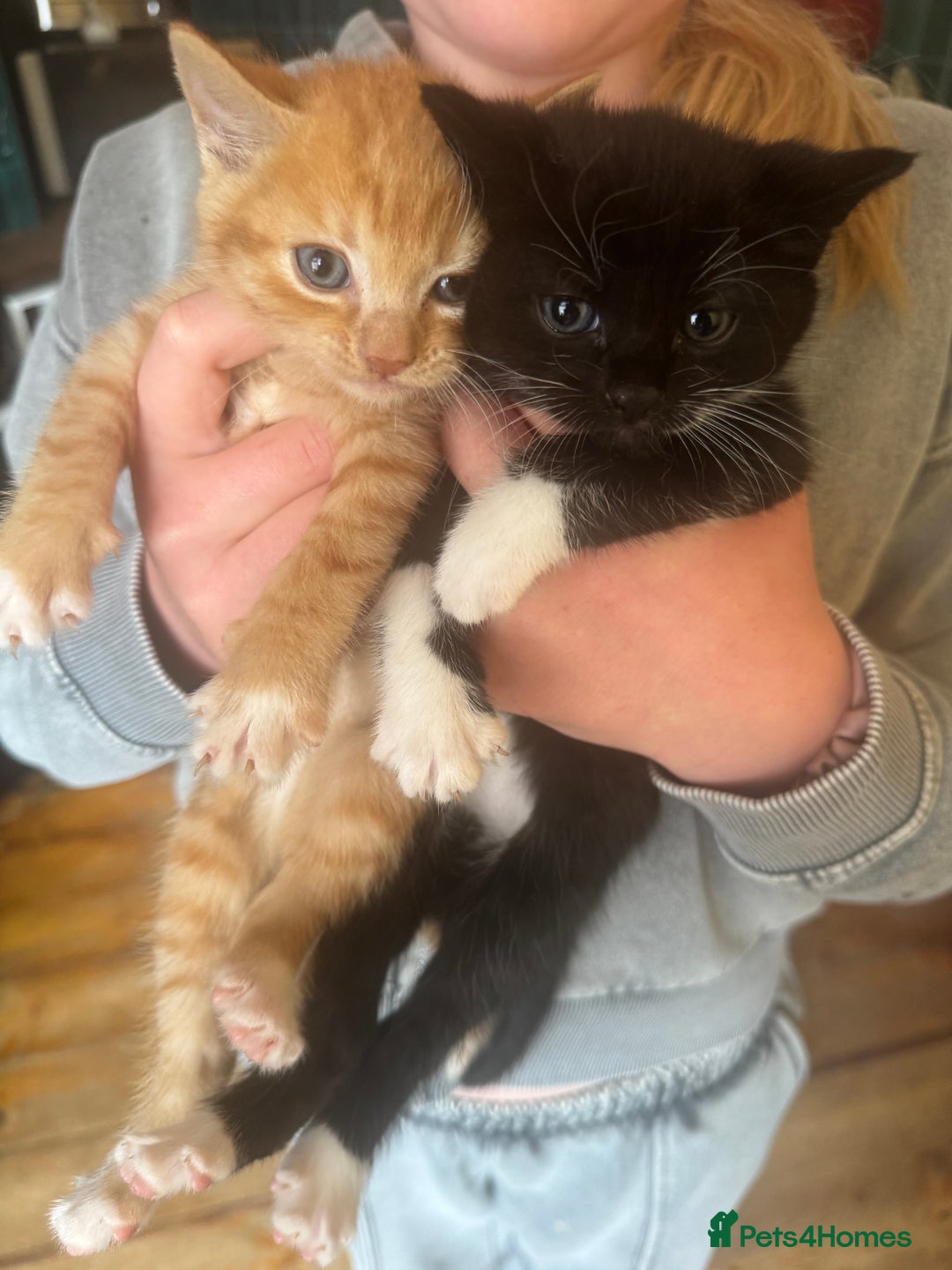 Mixed Breed cats for sale: Stunning litter of 4 - Image 7