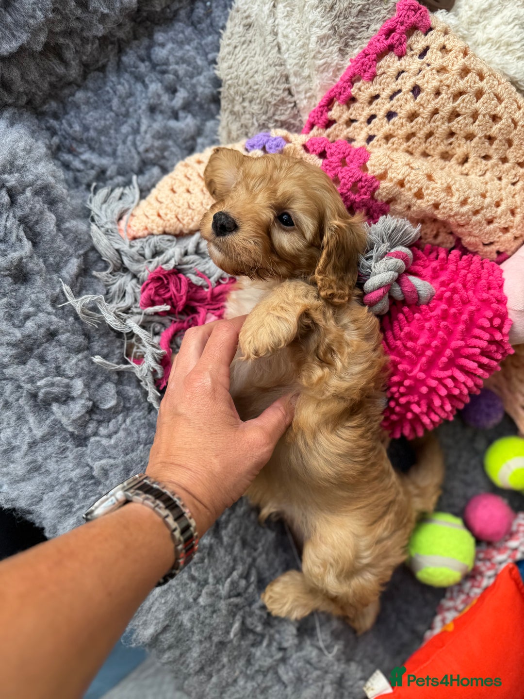 Cavapoo dogs for sale: Quality bred Cavapoo F1 - Image 12