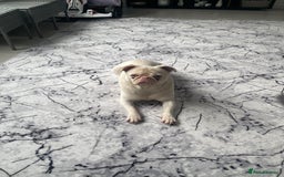 Pug dogs for sale: Pink Albino Pug🤍 (Kc registered) - Image 3