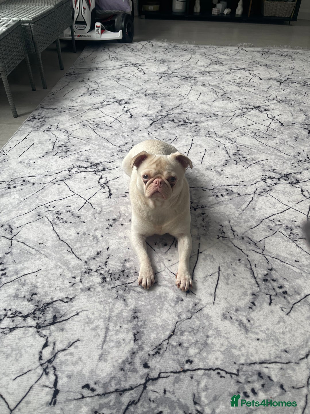 Pug dogs for sale: Pink Albino Pug🤍 (Kc registered) - Image 3