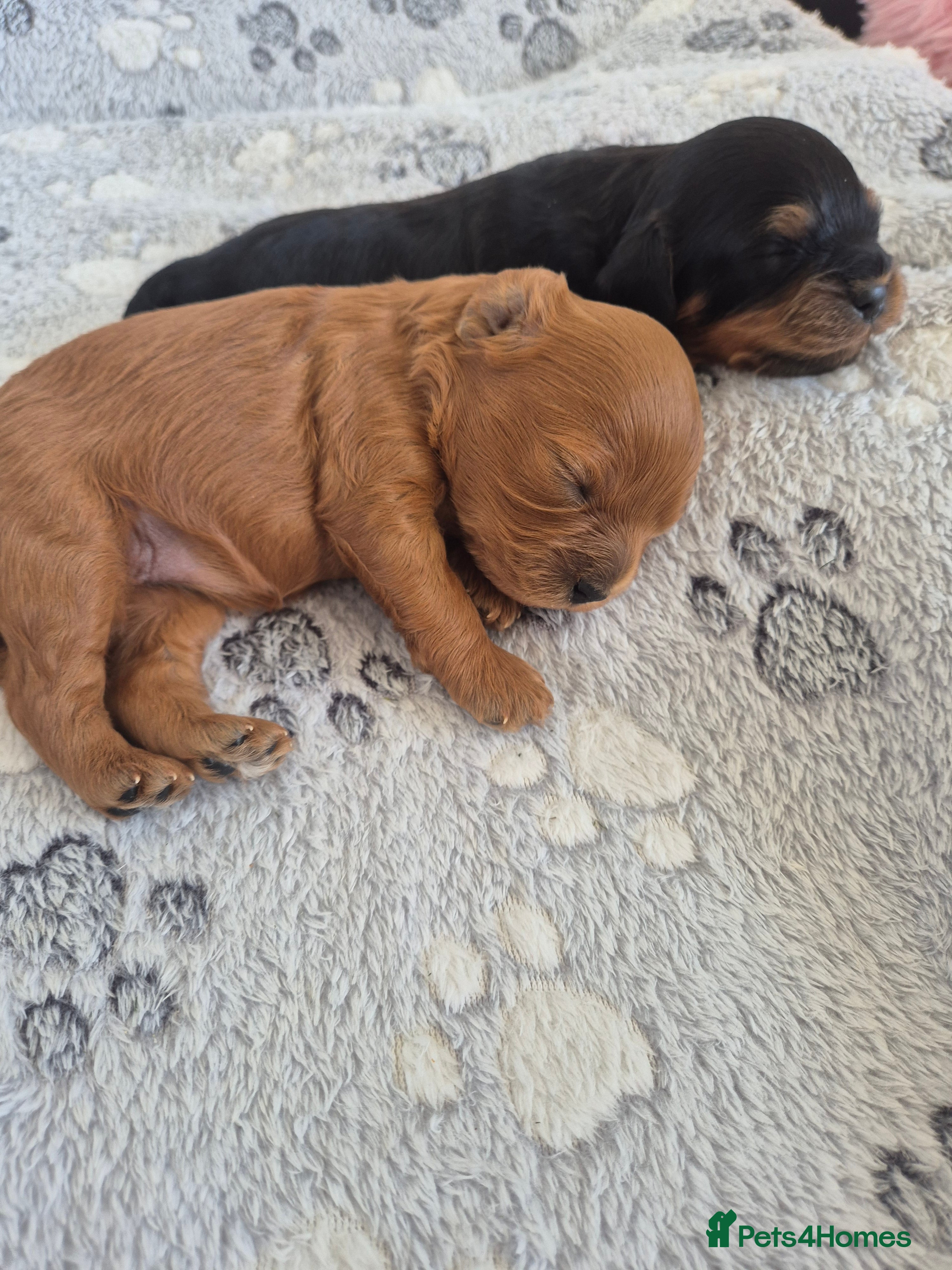 Cavapoo dogs for sale: Cavapoo puppies-deposits taken on all 3 - Advert 10