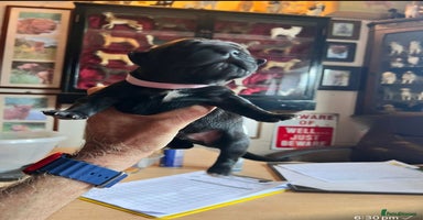 Cane Corso dogs - Advert 6