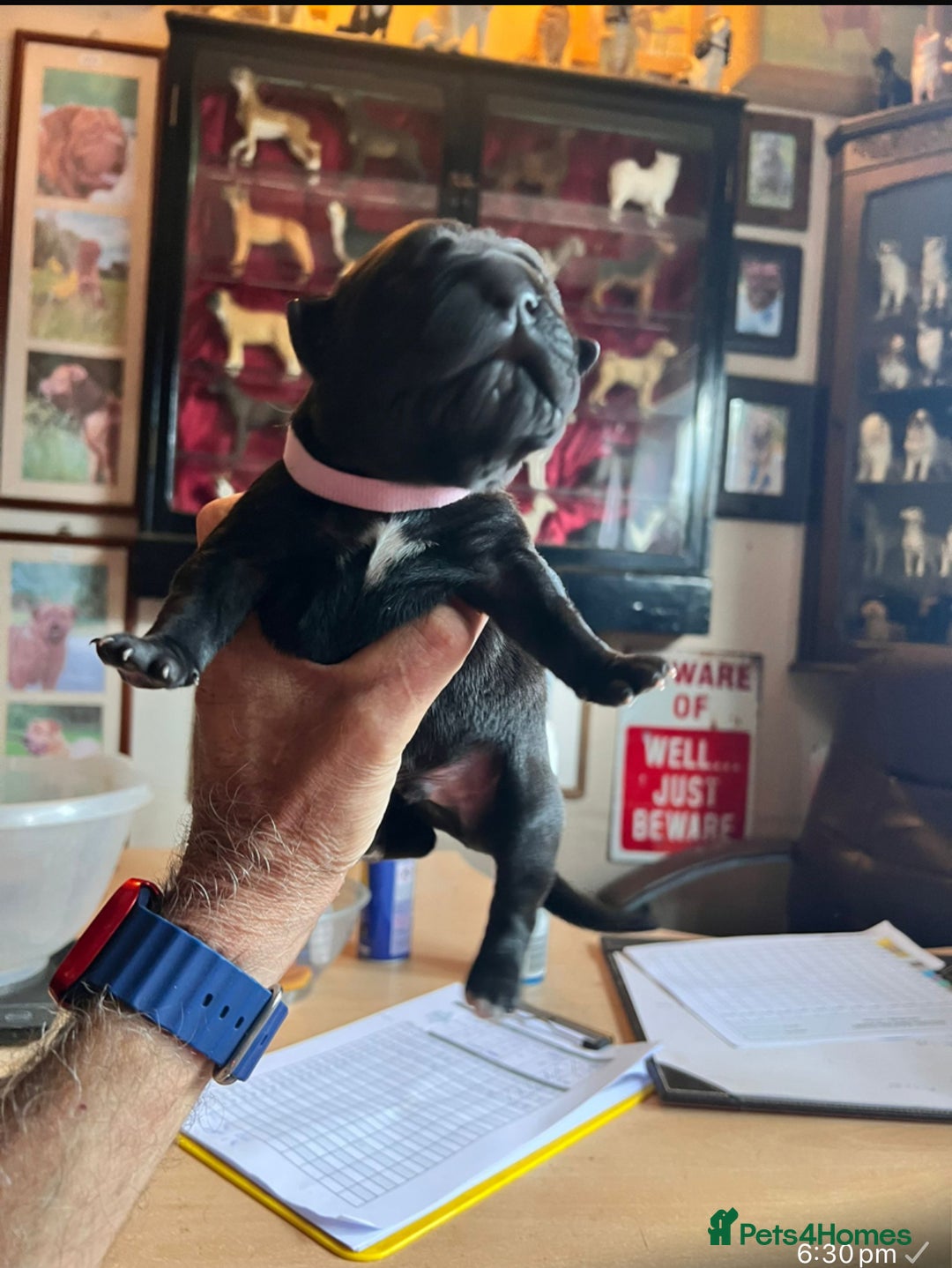 Cane Corso dogs for sale: Exceptional litter, Italian Cane Corsos, ICCF Peds - Image 2