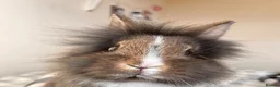 Lionhead rabbits for sale: Male lion head for sale! - Advert 2