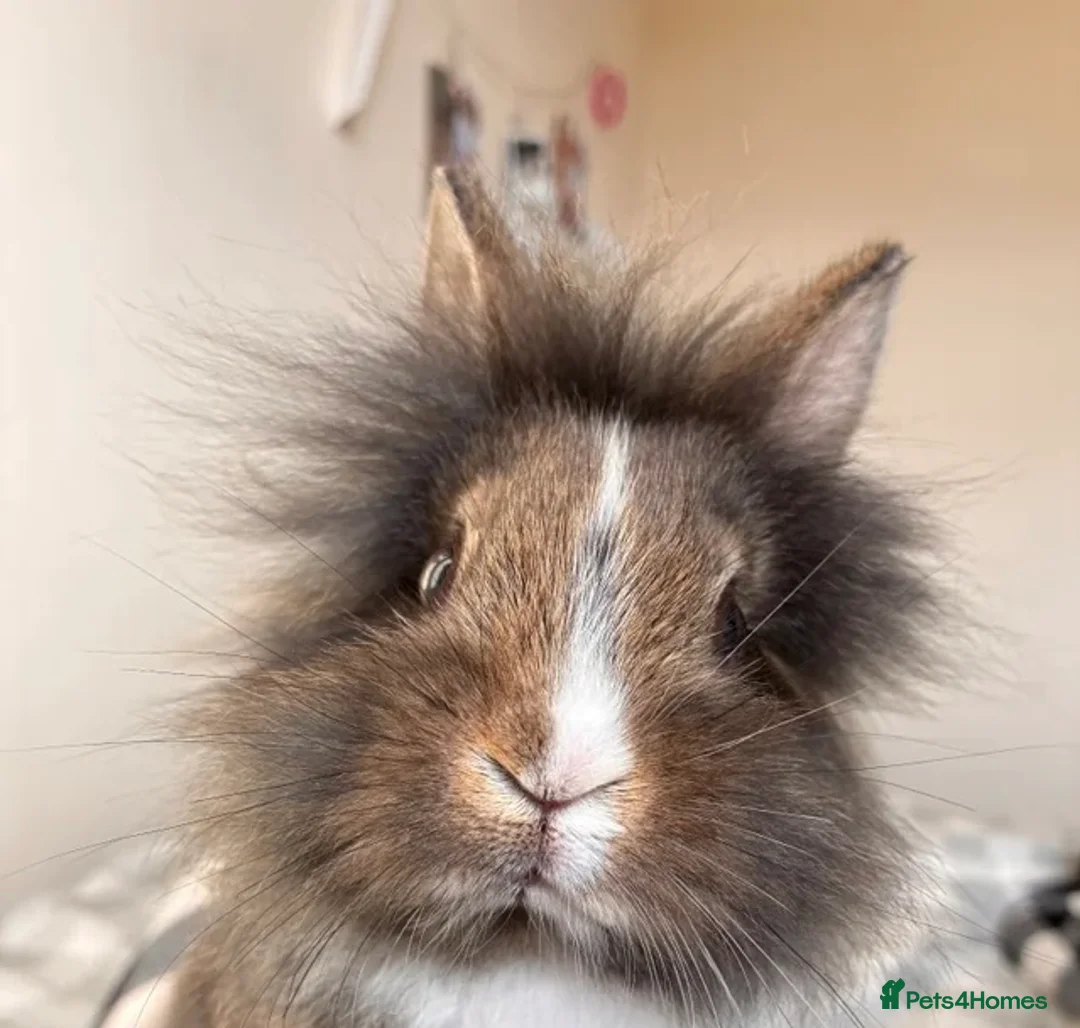 Lionhead rabbits for sale: Male lion head for sale! - Advert 2