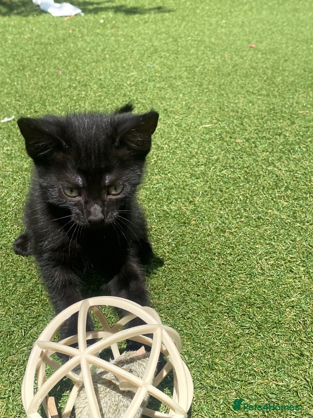 American Shorthair cats for sale: Kittens to good homes in Wells - Advert 10