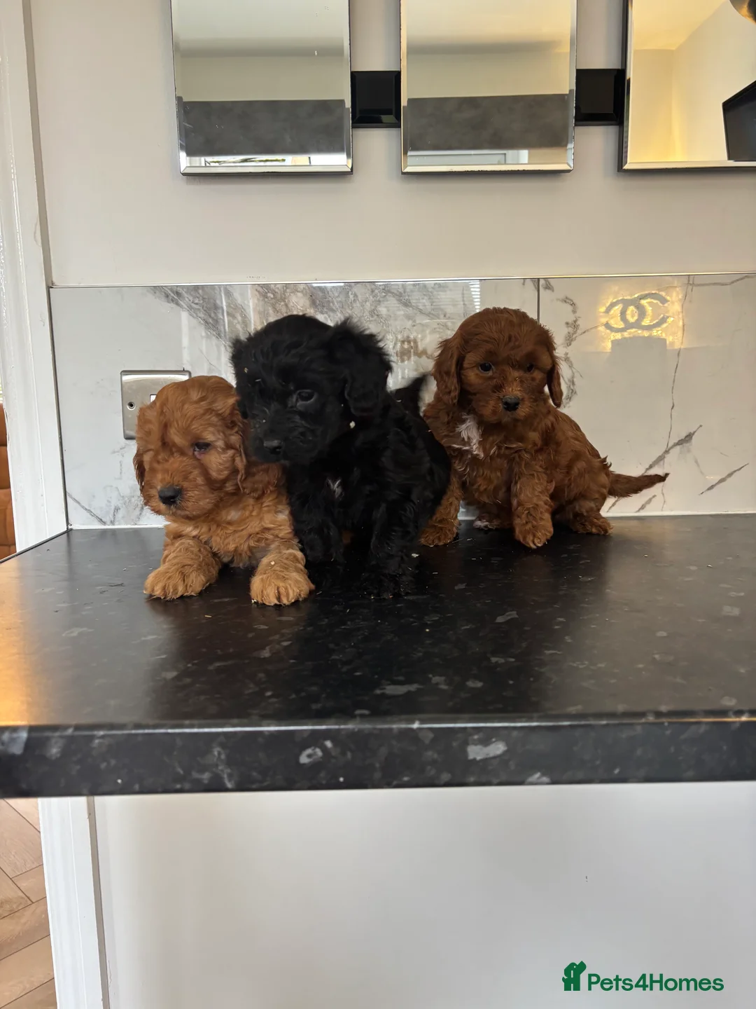 Maltipoo dogs for sale: Maltipoo puppies toy poodle - Advert 6