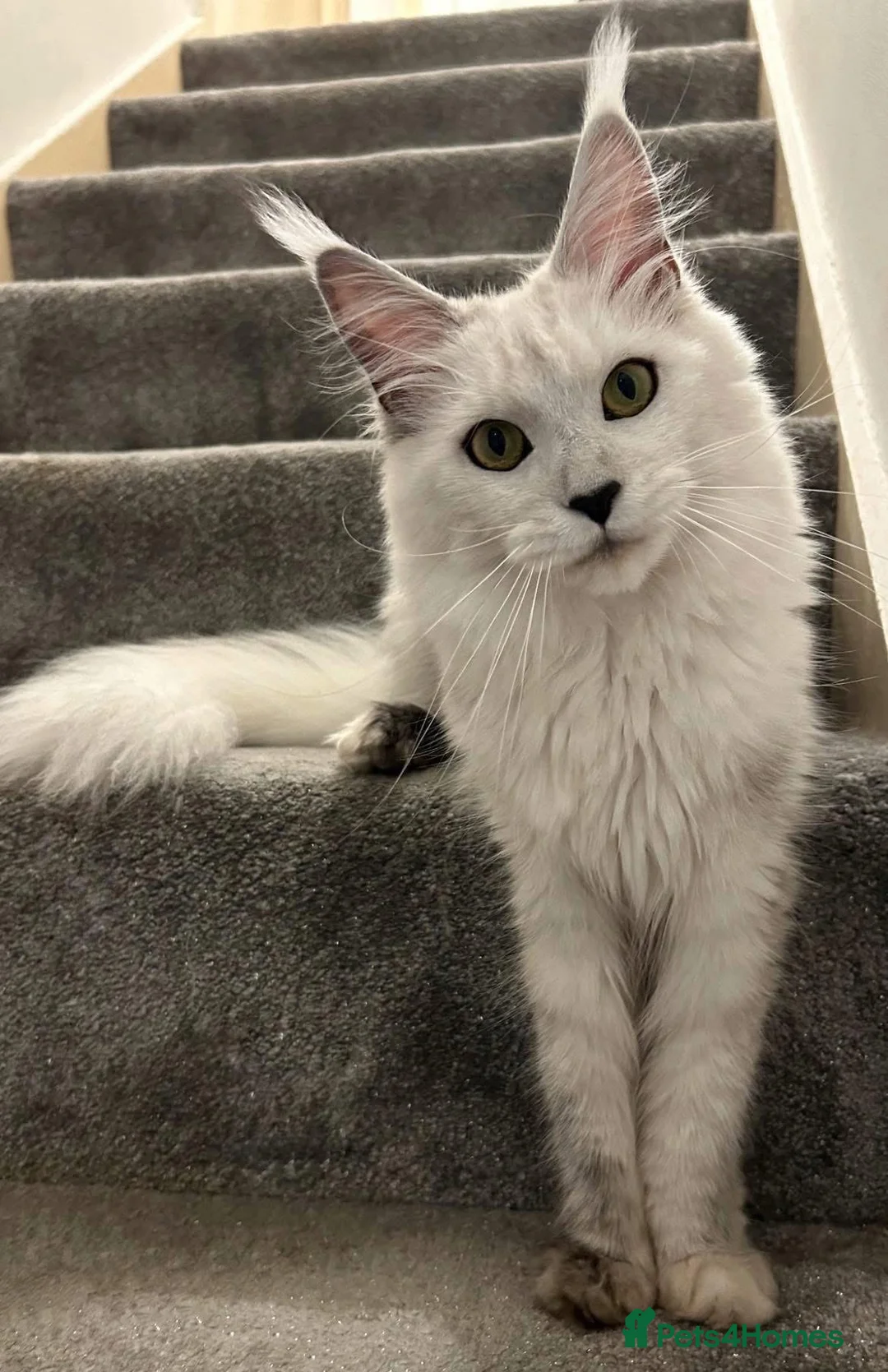 Maine Coon cats for sale: Beautiful shaded Maine coon TICA registered - Advert 2