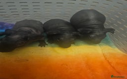 Guinea Pig rodents for sale: Mix of guinea pigs for sale  in Blackpool - Image 5