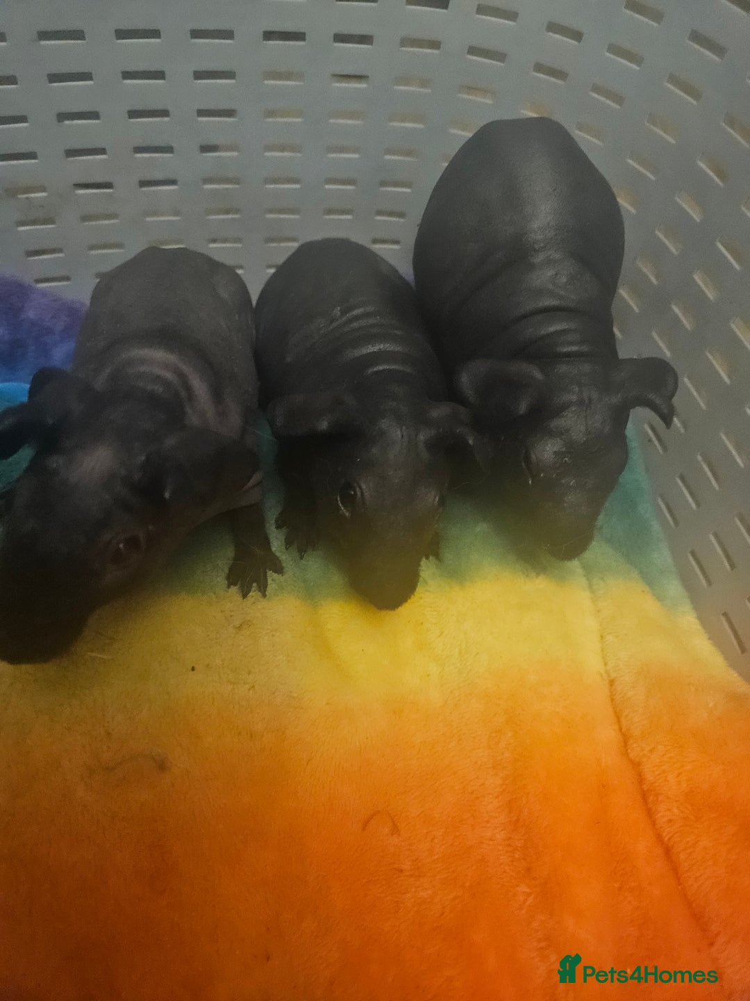 Guinea Pig rodents for sale: Mix of guinea pigs for sale  in Blackpool - Image 5