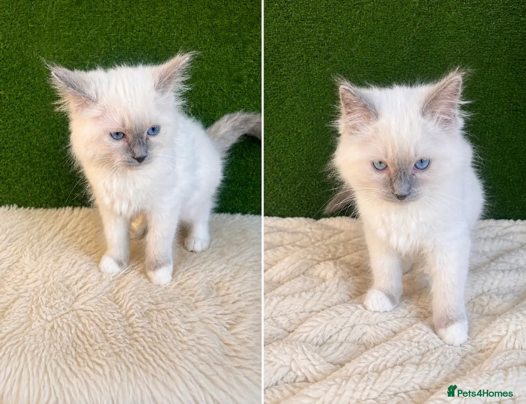 Ragdoll cats for sale: 1 Girl 💜 1 Boy💙 - Advert 2