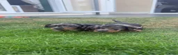 Miniature Dachshund dogs for sale: Beautiful Miniature Dachshunds - Advert 13