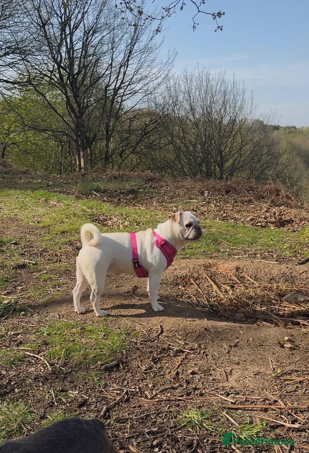 Mixed Breed dogs for sale: 8 Frenchie X pug puppies in Manchester - Advert 1