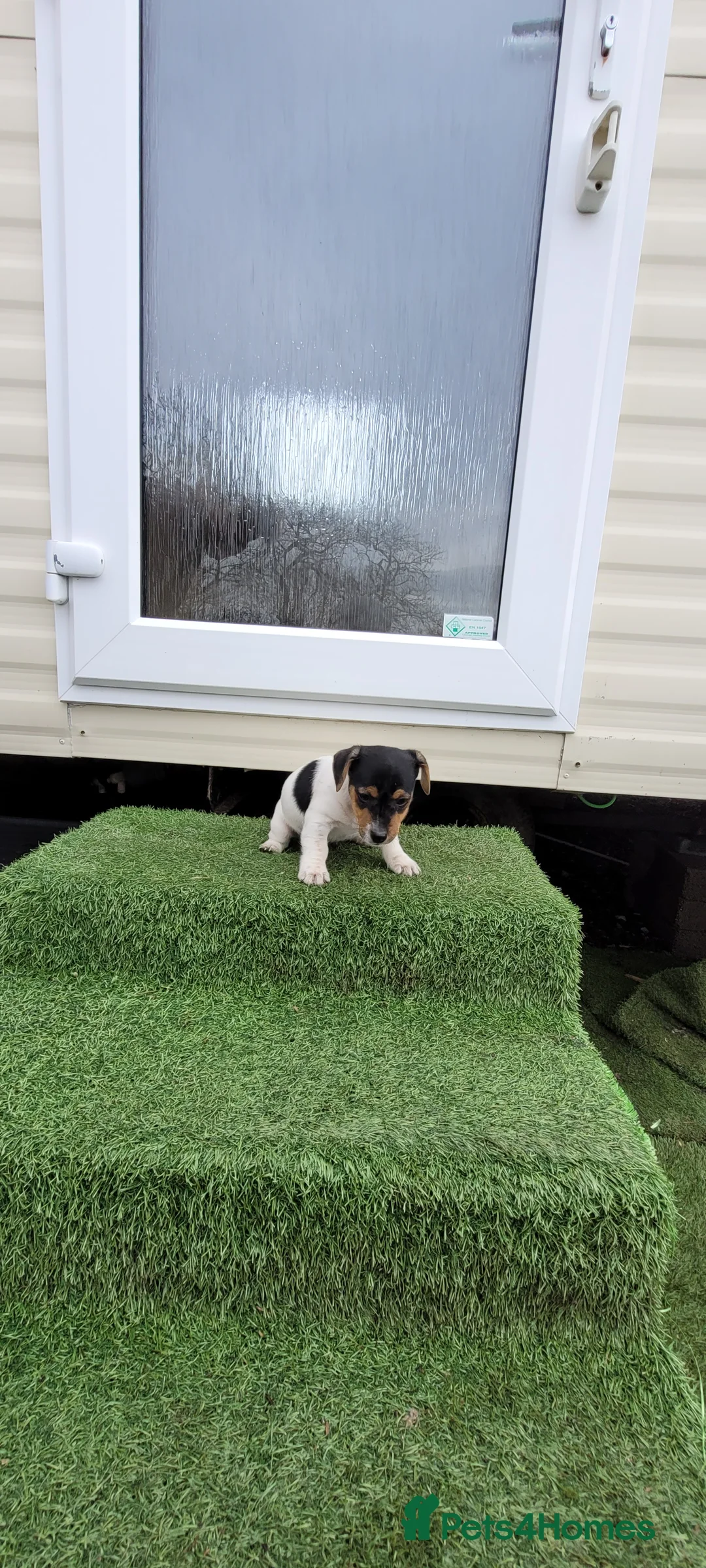 Jack Russell dogs for sale: Old fashioned short legged Jack russel pups!!! - Advert 13