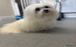 Maltese dogs for stud: Maltese stud only !!   - Image 5