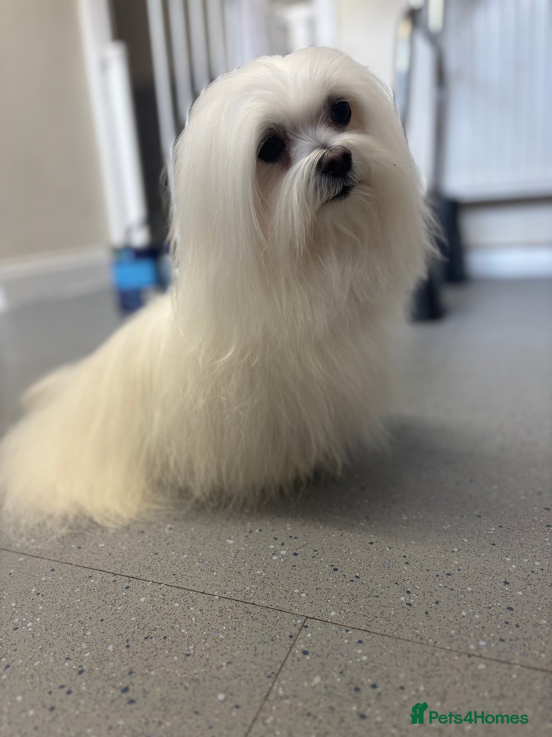 Maltese dogs for stud: Maltese stud only !!   - Image 5
