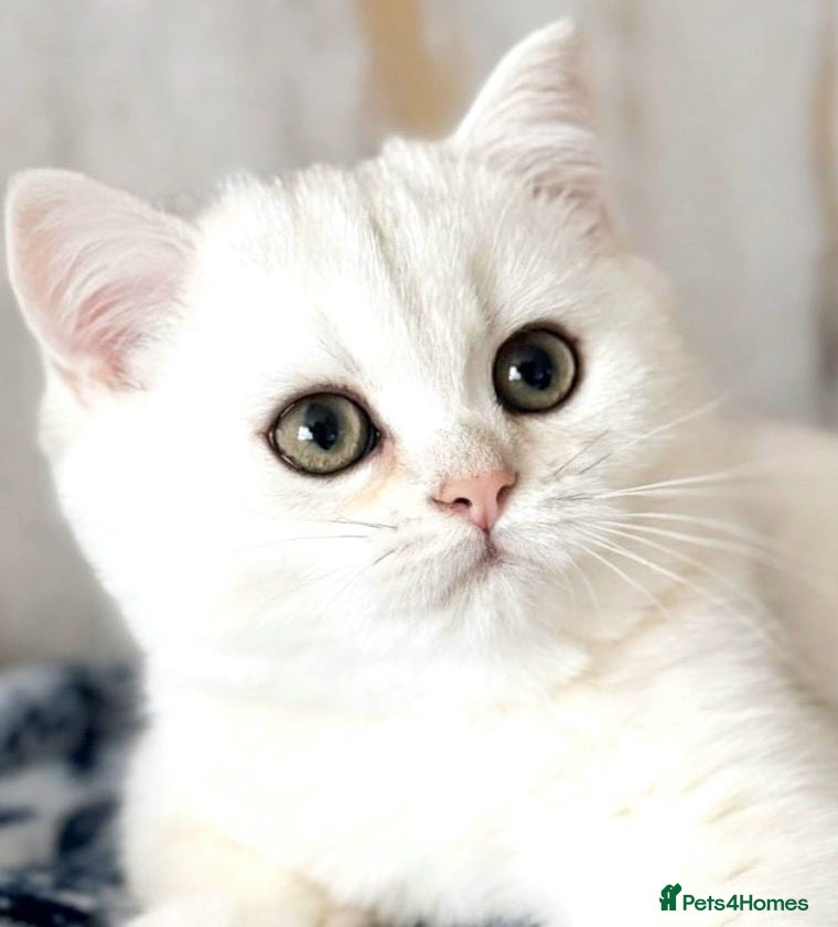 British Shorthair cats ❤ Pedigree British Short Hair Kittens ❤ - Advert 6