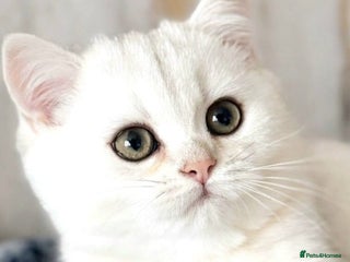 British Shorthair cats ❤ Pedigree British Short Hair Kittens ❤ - Advert 6