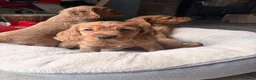 Cocker Spaniel dogs for sale: Outsdanding breedline of Working Cocker Spaniels - Advert 5