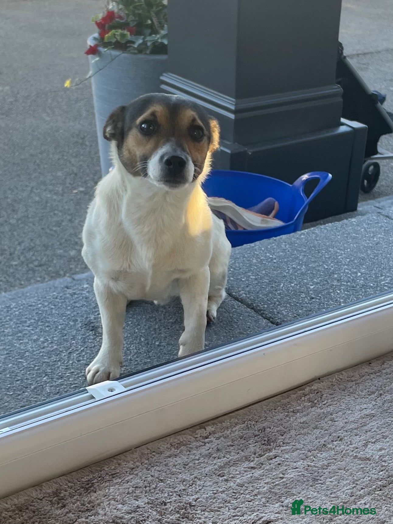 Jack Russell dogs Jack russel Male for sale (open to offers) - Advert 1