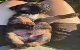 Border Terrier dogs for sale: Border Terrier Puppies  - Image 15
