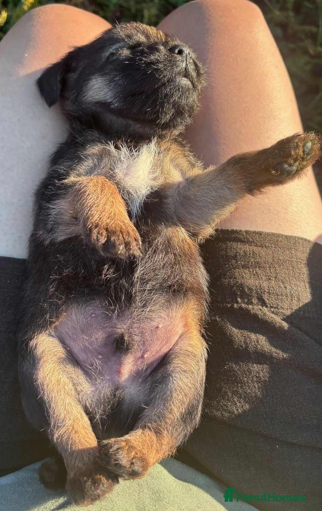 Border Terrier dogs for sale: Border Terrier Puppies  - Image 15