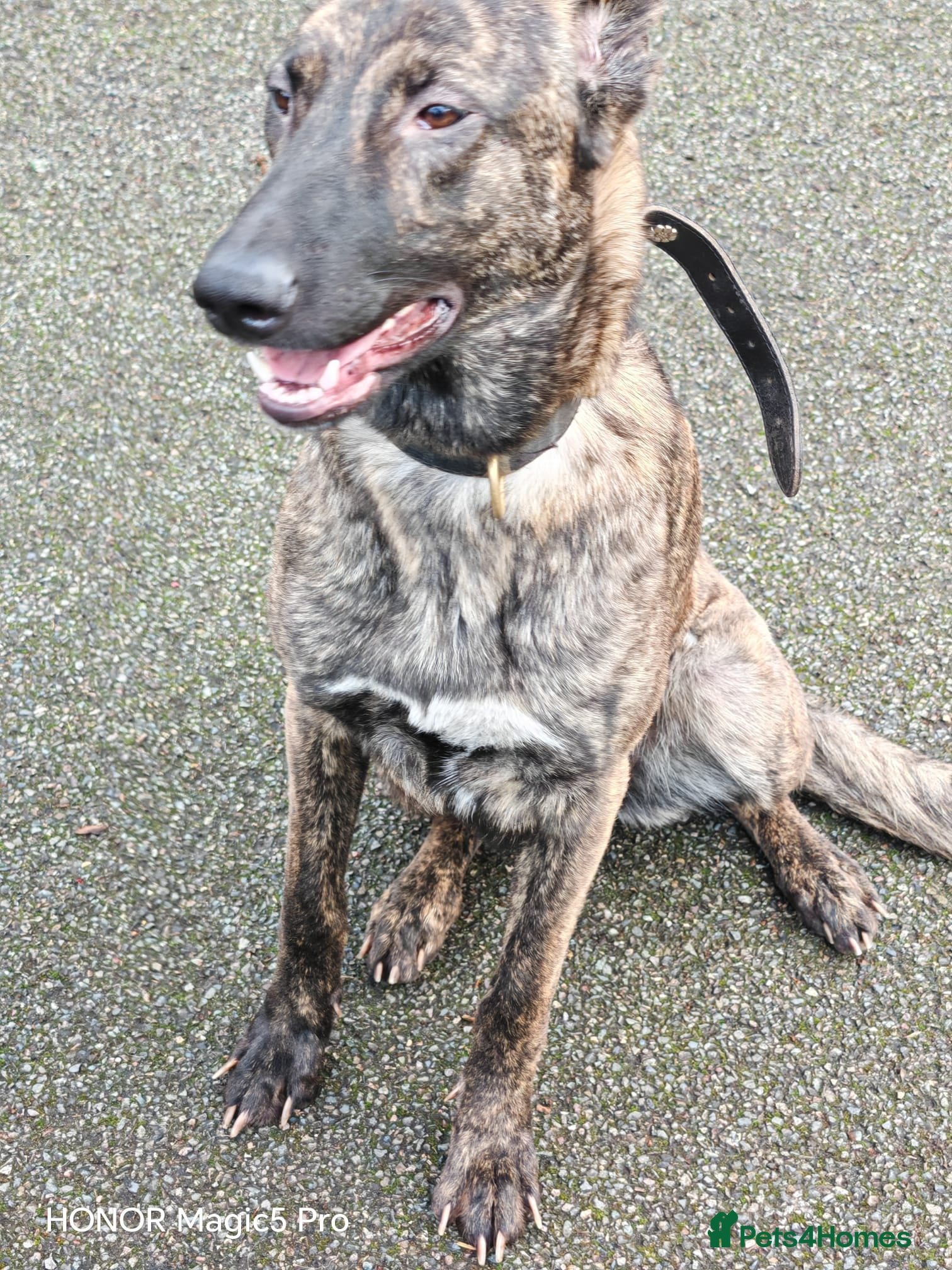 Belgian Shepherd Dog dogs Lovely female for sale  - Advert 1