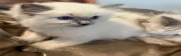 Ragdoll cats for sale: Beautiful Ragdoll Kittens 😍 2 boys 2 girls - Advert 13