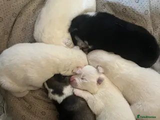 Mixed Breed dogs Samoyed x husky - Advert 5