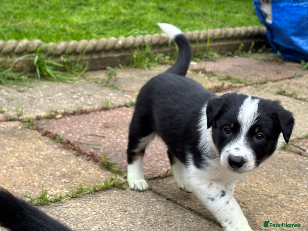 Border Collie dogs for sale: Unique Tri colour and piebald Border Collies  - Image 15