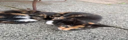 Mixed Breed cats for sale: Kittens for sale - Advert 9