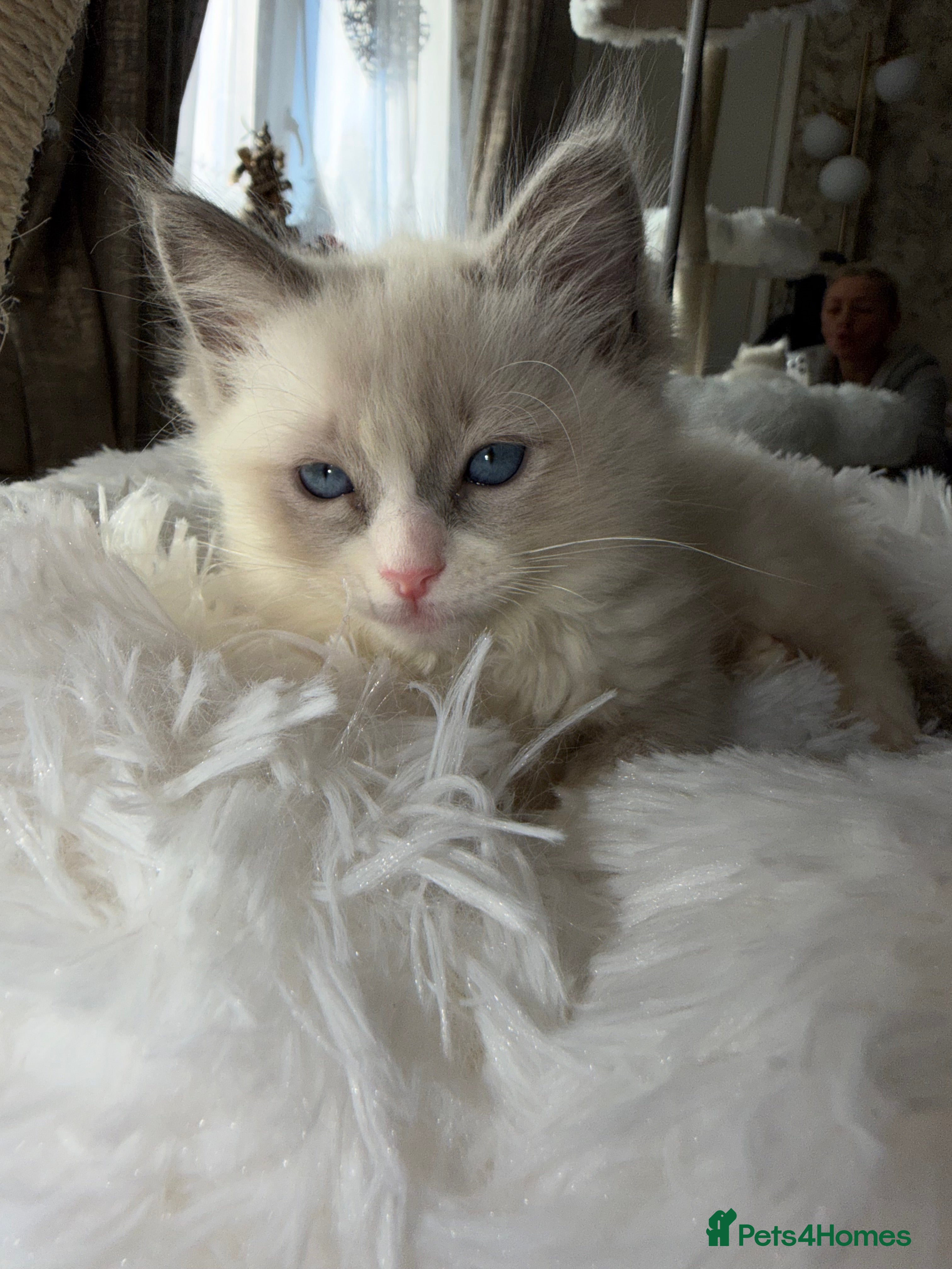 Ragdoll cats pure ragdoll - Advert 1