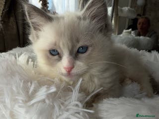 Ragdoll cats pure ragdoll - Advert 8