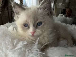 Ragdoll cats pure ragdoll - Advert 16