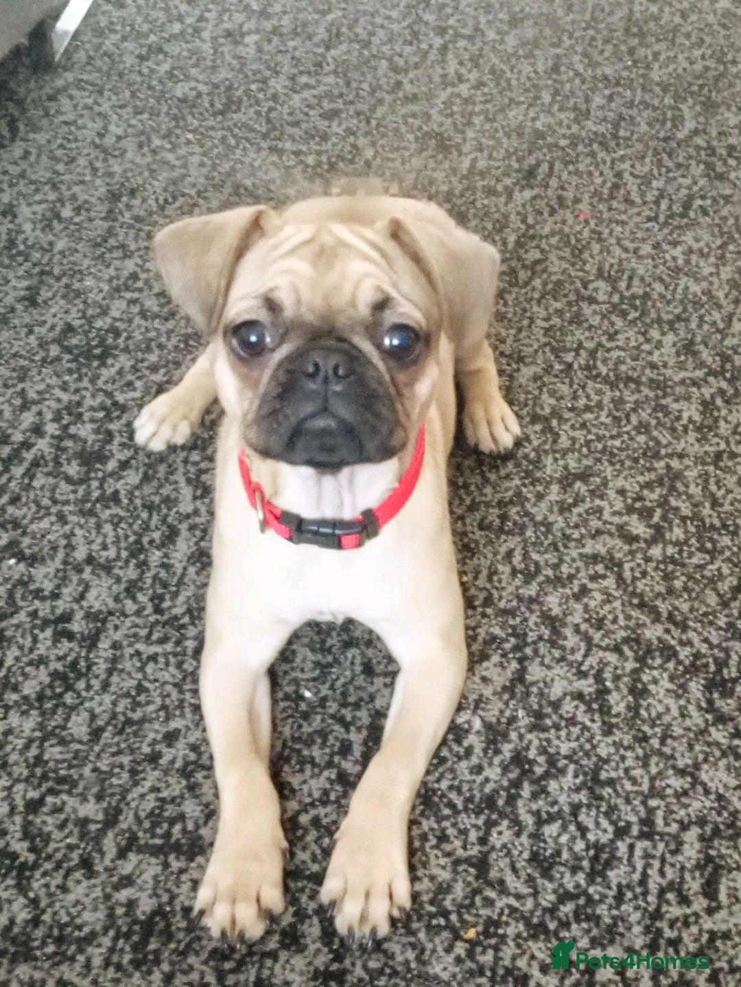 Pug dogs for sale: Female pug - Advert 4