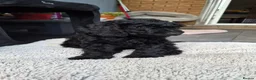Cockapoo dogs for sale: Gorgeous Cockapoo Black Puppy  - Advert 3