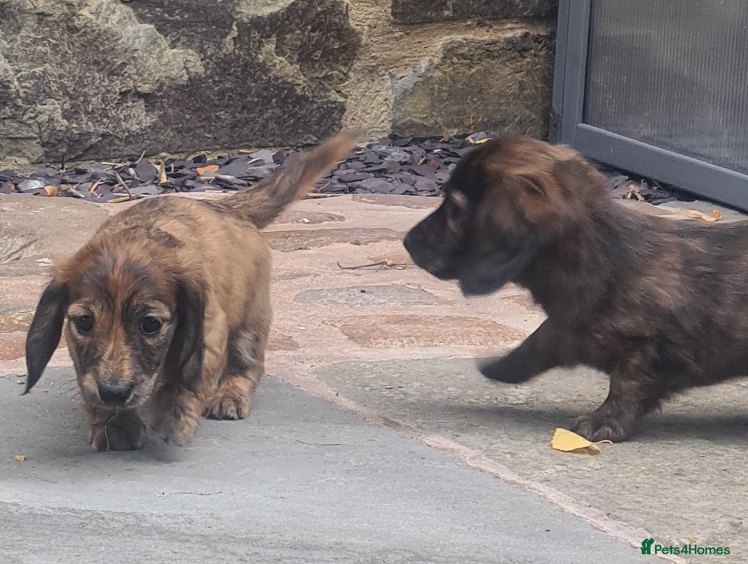 Miniature Dachshund dogs for sale: Miniature Longhaired Dachshund Puppies  - Image 19