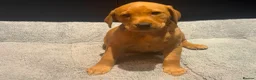 Labrador Retriever dogs for sale: Red fox Labrador pups  in Evesham - Advert 5