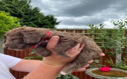 Bedlington Terrier dogs for sale: Bedlington Terrier puppies for sale in Hertford - Image 13