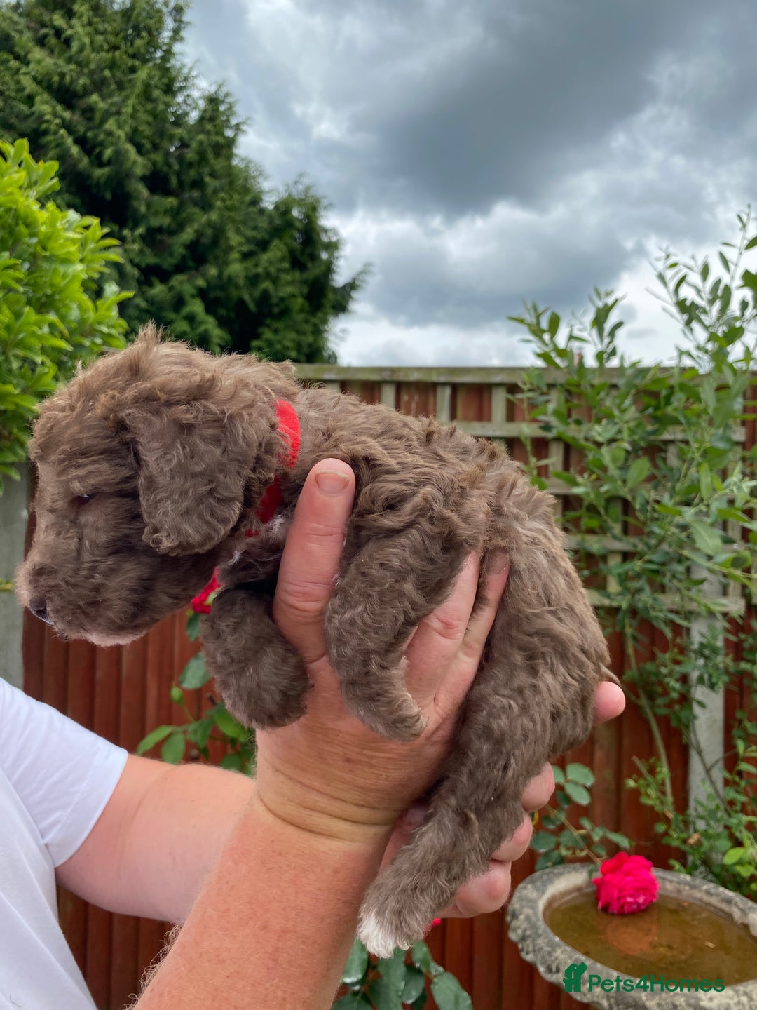 Bedlington Terrier dogs for sale: Bedlington Terrier puppies for sale in Hertford - Image 13
