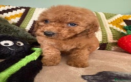 Cavapoo dogs for sale: stunning Cavapoos  - Image 8