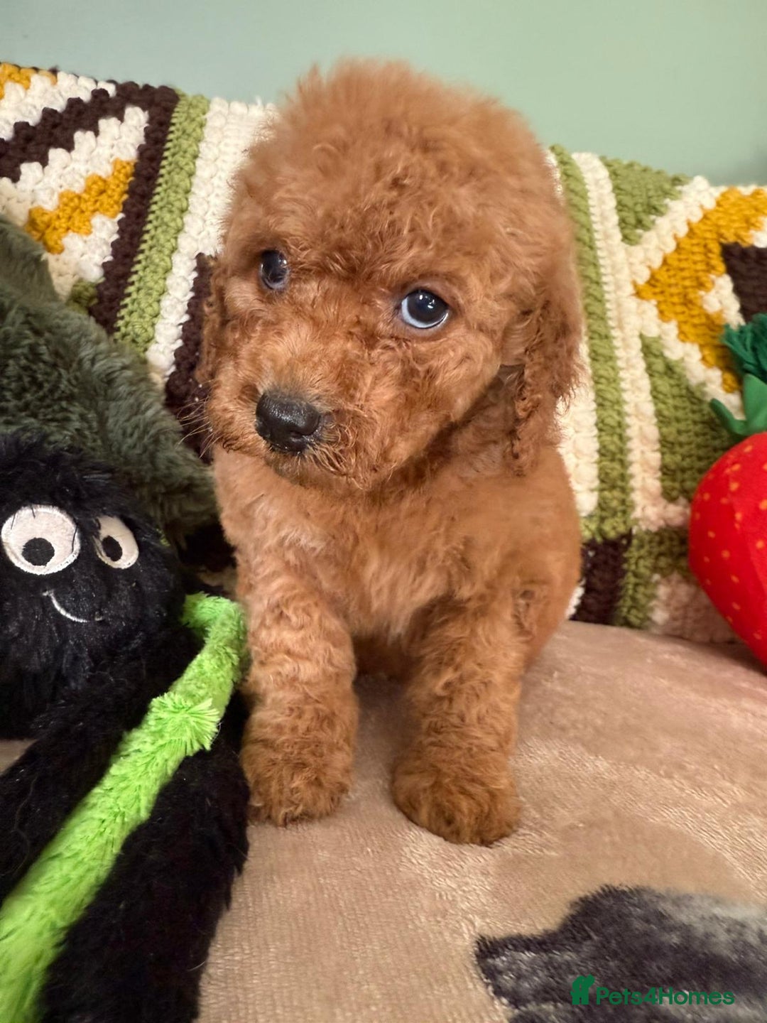 Cavapoo dogs for sale: stunning Cavapoos  - Image 8