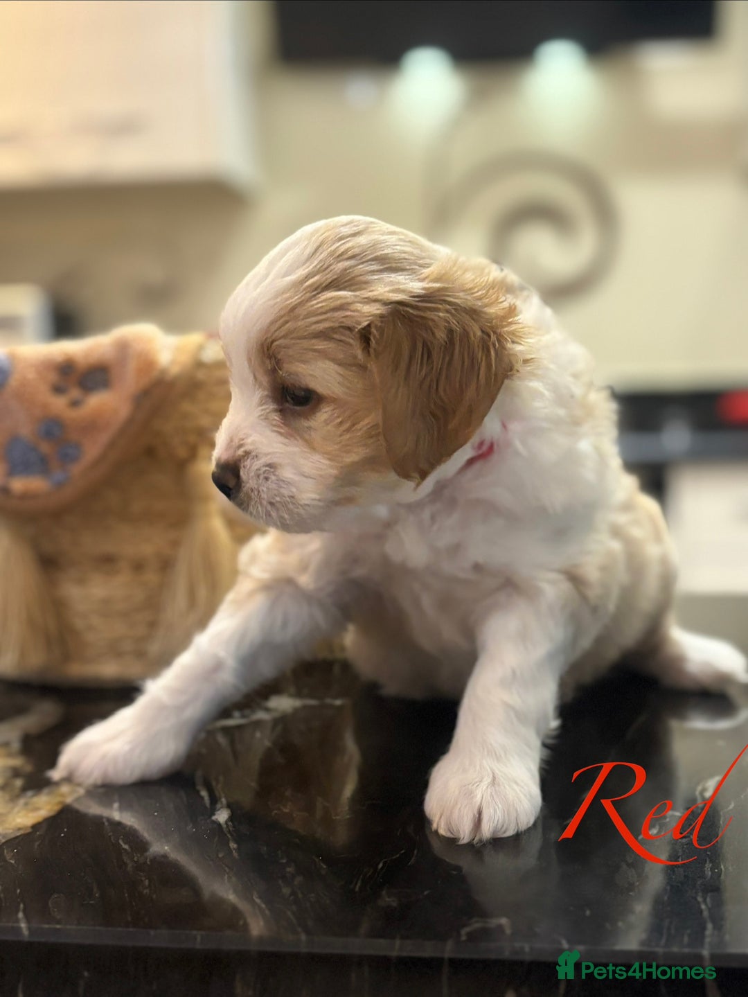 Mixed Breed dogs for sale: Peke-a-Chon puppies 🐶  - Image 19