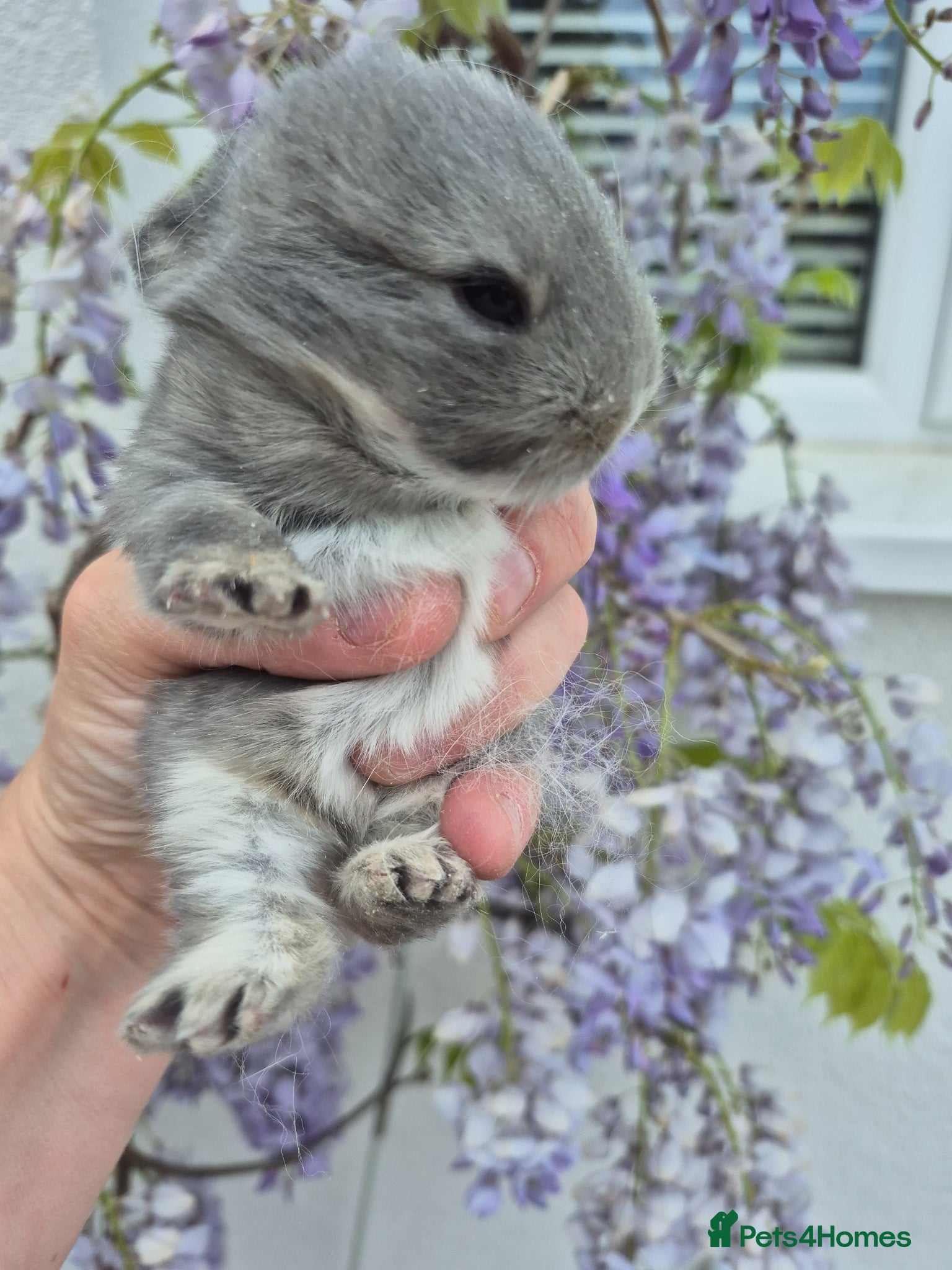 Netherland Dwarf rabbits Netherland dwarf.  Dwarf lops. mini lops  - Advert 5