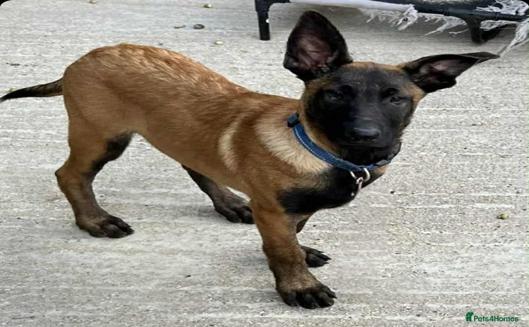 Belgian Shepherd Dog dogs - Advert 1
