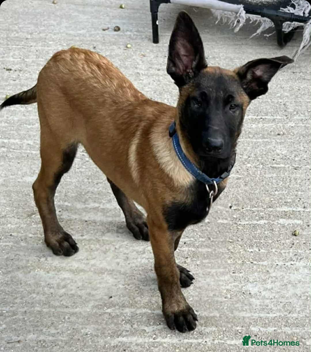 Belgian Shepherd Dog dogs for sale: Last Boy - Image 1