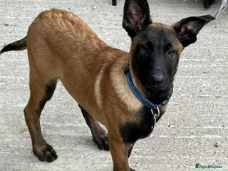 Belgian Shepherd Dog dogs - Advert 9