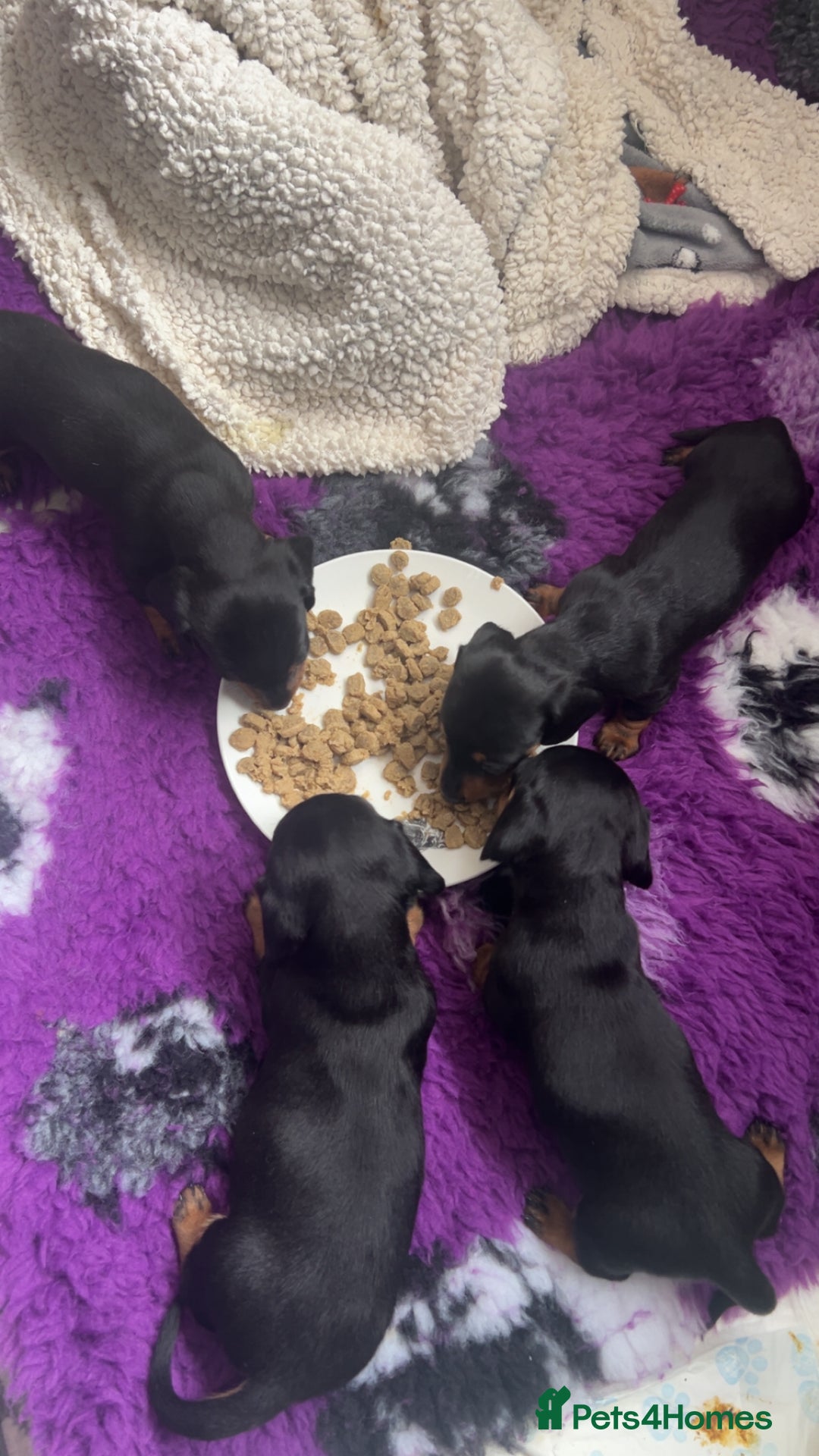 Miniature Dachshund dogs for sale: Miniature dachshund  - Image 7