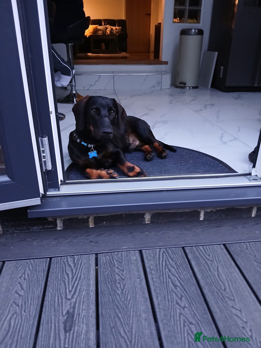 Mixed Breed dogs for sale: Looking for new home!  - Image 7